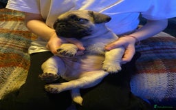 Mixed Breed dogs for sale: Beautiful baby Pugs for sale  - Image 7