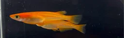 Ricefish fish for sale: Japanese ricefish Medaka fertilised eggs, juvenile - Advert 4
