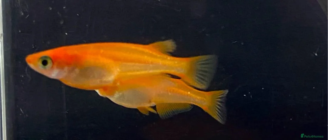Ricefish fish for sale: Japanese ricefish Medaka fertilised eggs, juvenile - Advert 4
