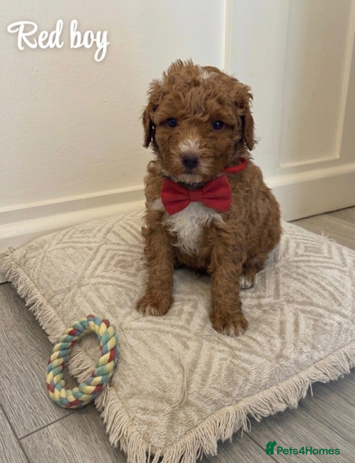Goldendoodle dogs Beautiful Mini Double Doodles  - Advert 5