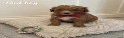 Mini Goldendoodle dogs for sale: Beautiful Mini Double Doodles  - Advert 9