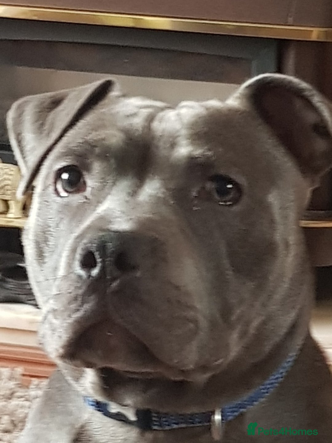 Staffordshire Bull Terrier dogs for stud: Meho stud dog - Advert 20