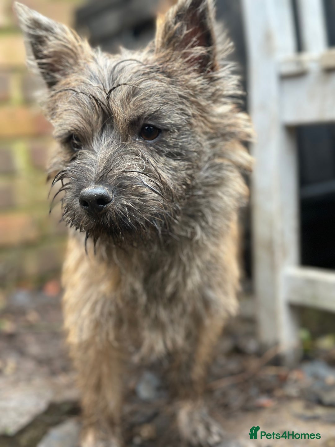Mixed Breed dogs for sale: Cairn looking for new home - Advert 8