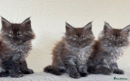 Maine Coon cats for sale: Pure Maine Coons - Image 4