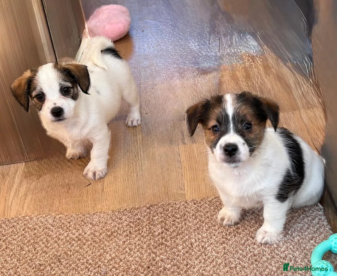 Jack Russell dogs for sale: Traditional short-legged Jack Russell puppy’s!  - Advert 19