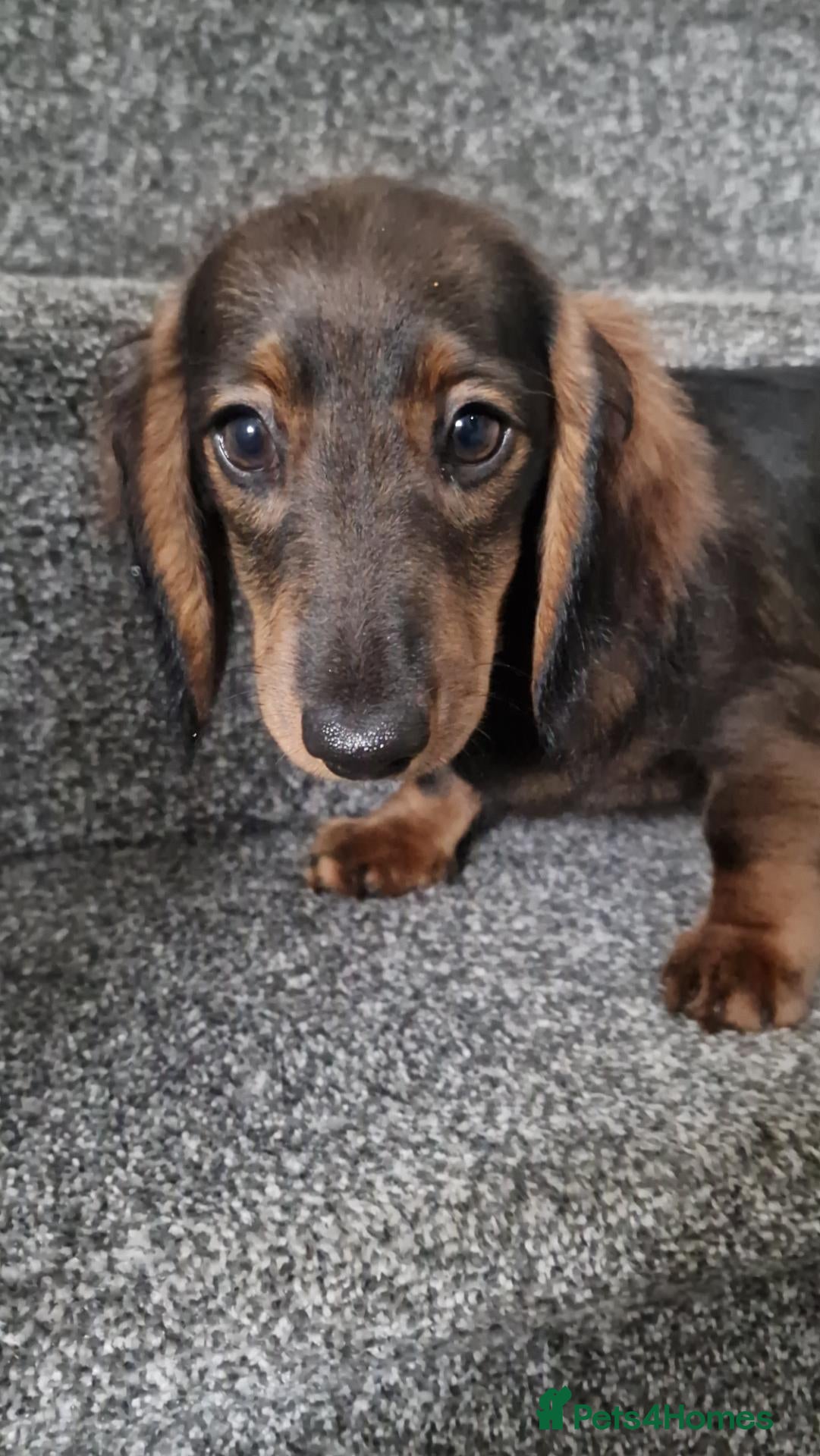 Miniature Dachshund dogs READY NOW Full Vaccination Dachshund Flufy & Smoth - Advert 2