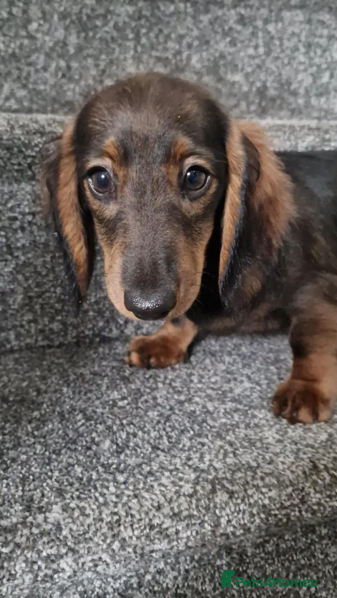 Miniature Dachshund dogs for sale: READY NOW Full Vaccination Dachshund Flufy & Smoth - Advert 2