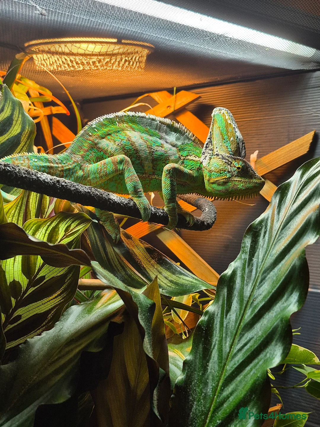 Chameleon reptiles for sale: Yemen chameleon  - Advert 1