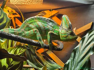 Chameleon reptiles Yemen chameleon - Advert 2