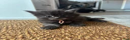 Maine Coon cats for sale: 🖤Stunning Black Smoke Maine Coon Girls - Advert 16