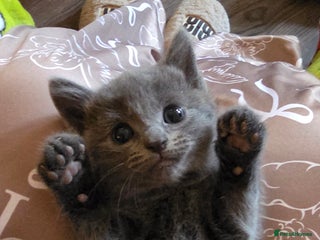 Ragdoll cats 3 beautiful ragdoll cross Persian kittens - Advert 16