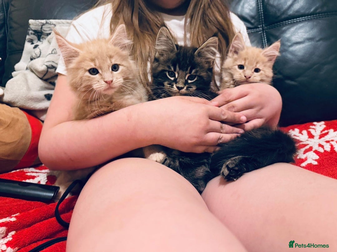 Maine Coon cats for sale:  Maine Coon Kittens – 3 Boys Available  - Advert 4