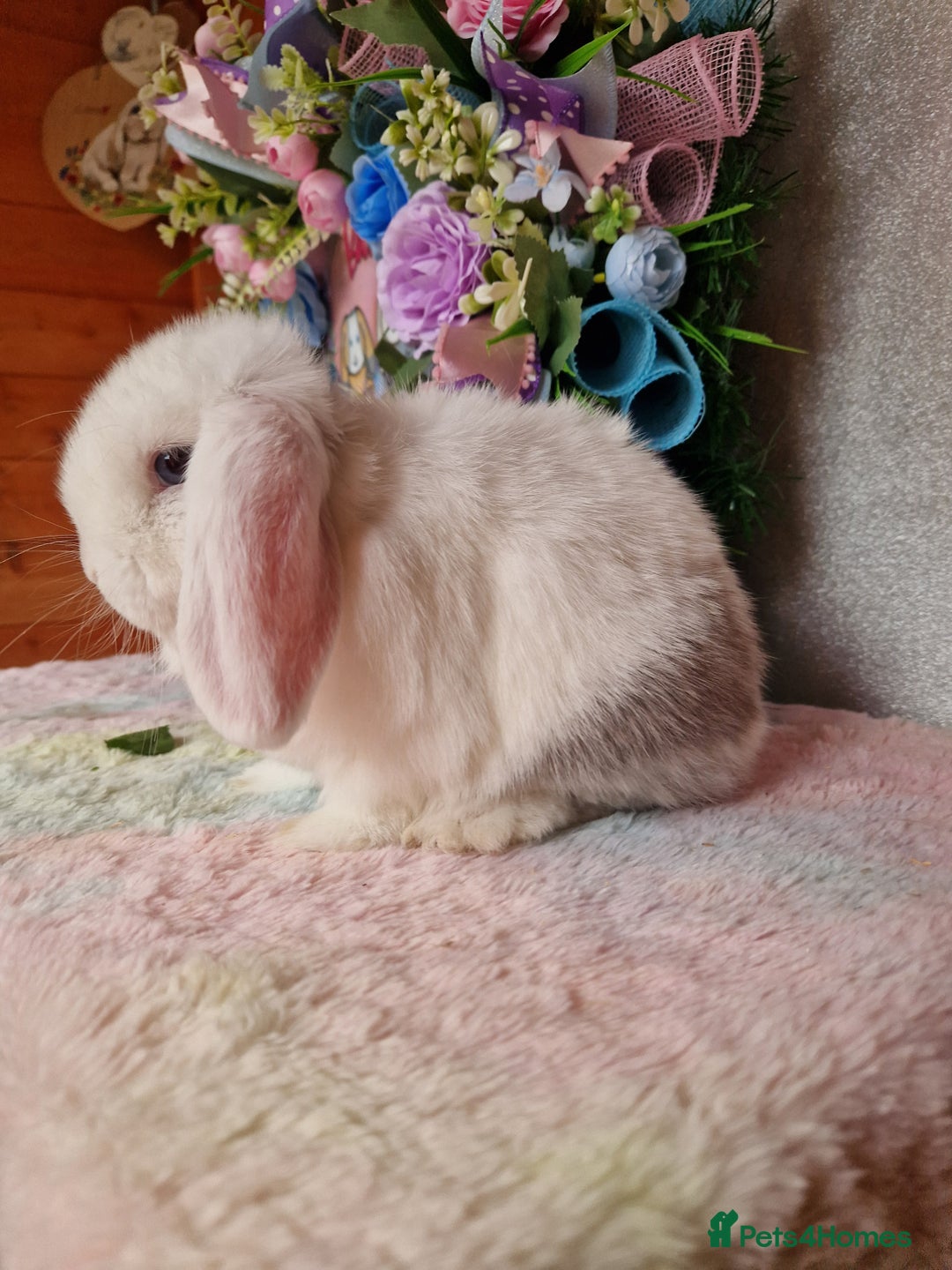 Mini Lop rabbits for sale: ⭐️pure bred minilops - Image 3