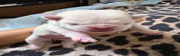 Pug dogs for sale: 9 pedigree pug puppies  in Camborne - Advert 5