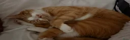 Mixed Breed cats for sale: Oaklyn and milo  - Advert 3