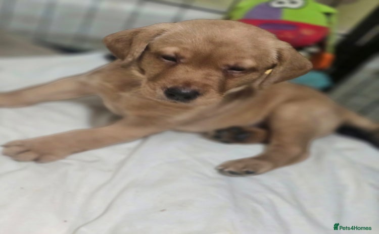 Labrador Retriever dogs - Advert 5