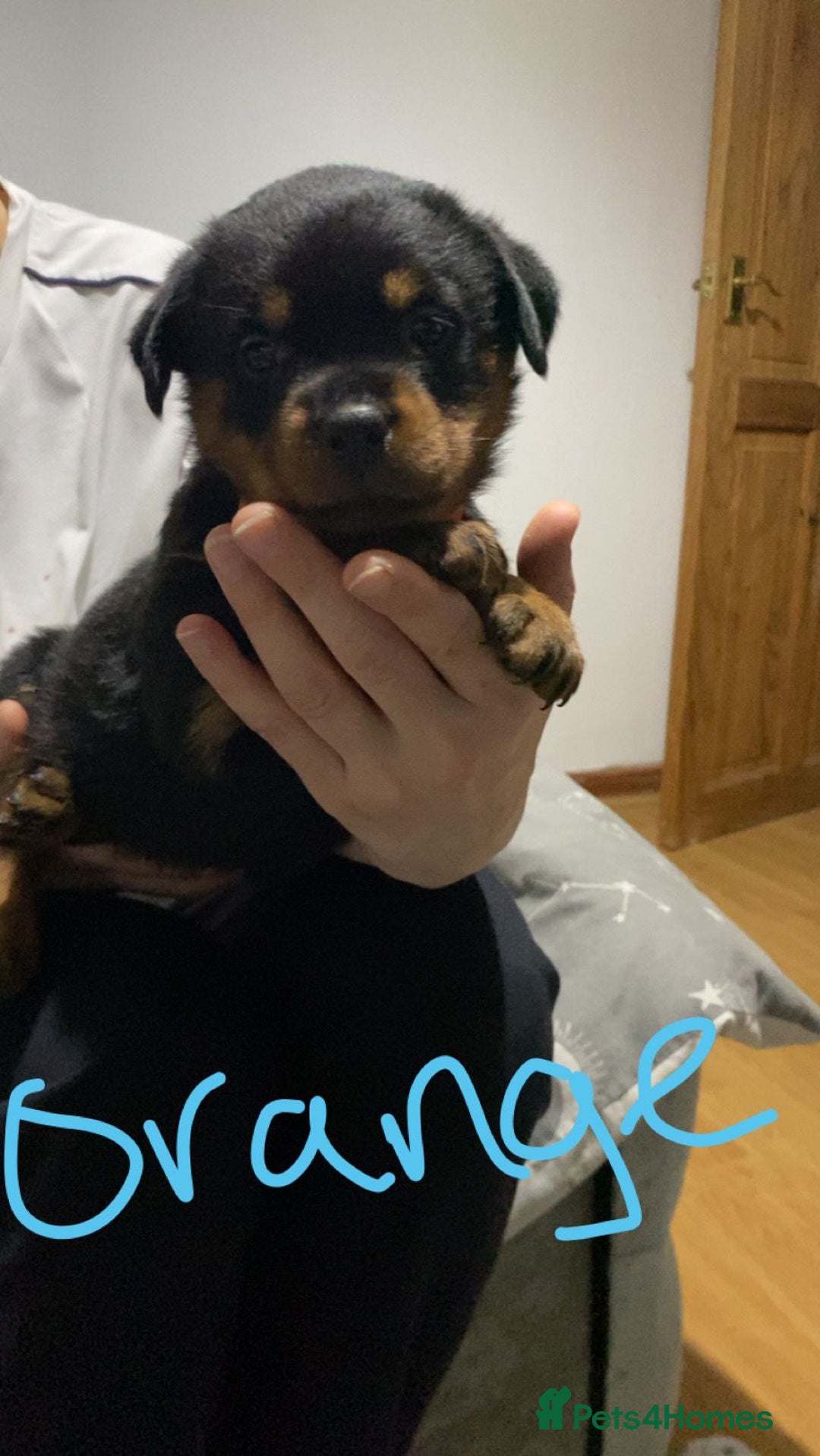 Rottweiler dogs for sale: Kc rottweiler puppies  - Image 6