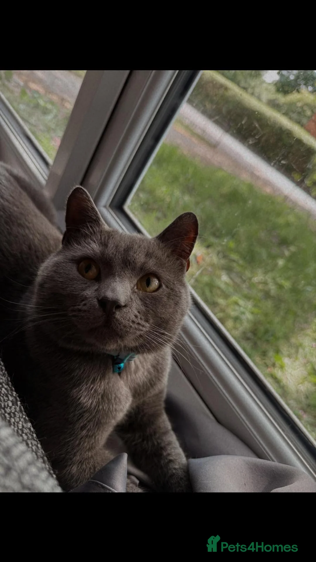 British Shorthair cats for sale: Beautiful British shorthair kittens  - Advert 2