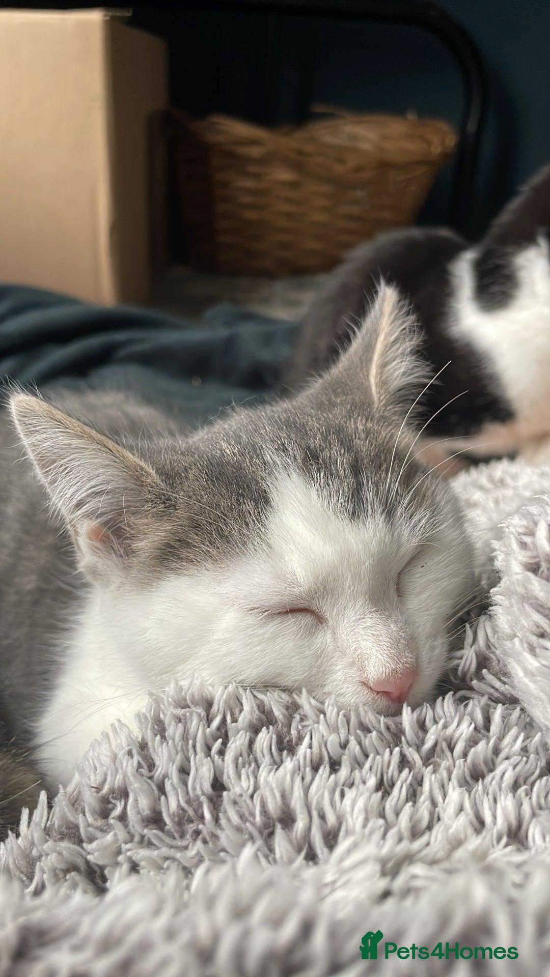 Domestic Shorthair cats for adoption: Cleo & Sage, 4 month old kitten pair  - Advert 3