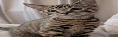 Nala