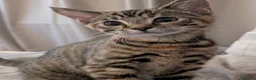 Mixed Breed cats for sale: Affectionate 16 Week Old Kittens - Advert 6
