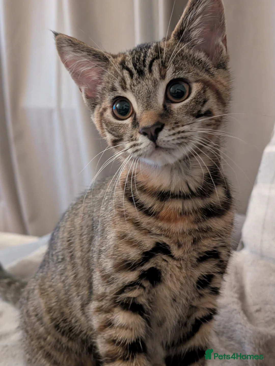 Mixed Breed cats for sale: Affectionate black and bengal mix Kittens - Advert 1