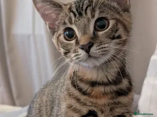 Mixed Breed cats Affectionate black and bengal mix Kittens - Advert 1
