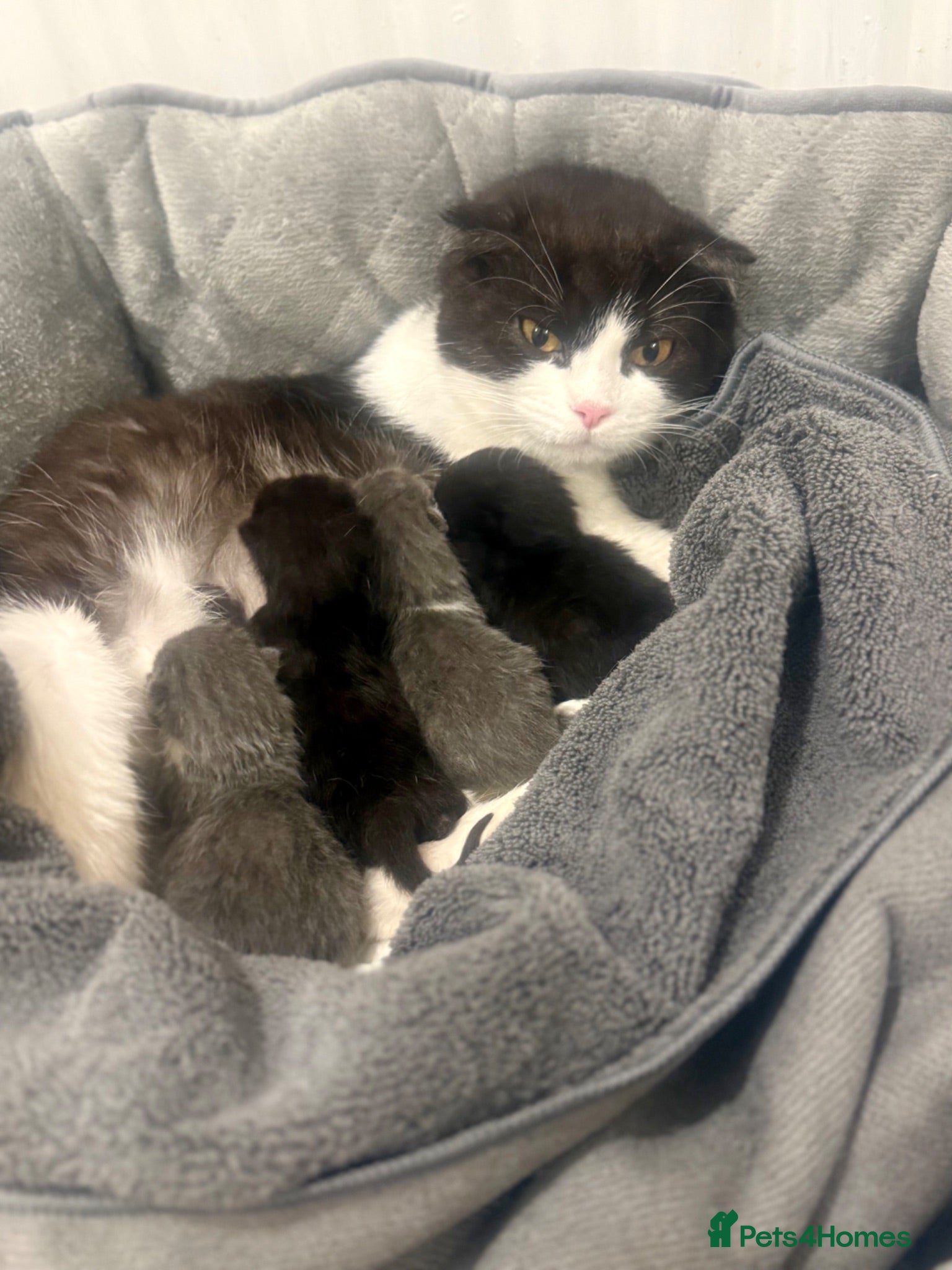 British Shorthair cats Baby kittens Scottish fold and British short hair - Advert 16