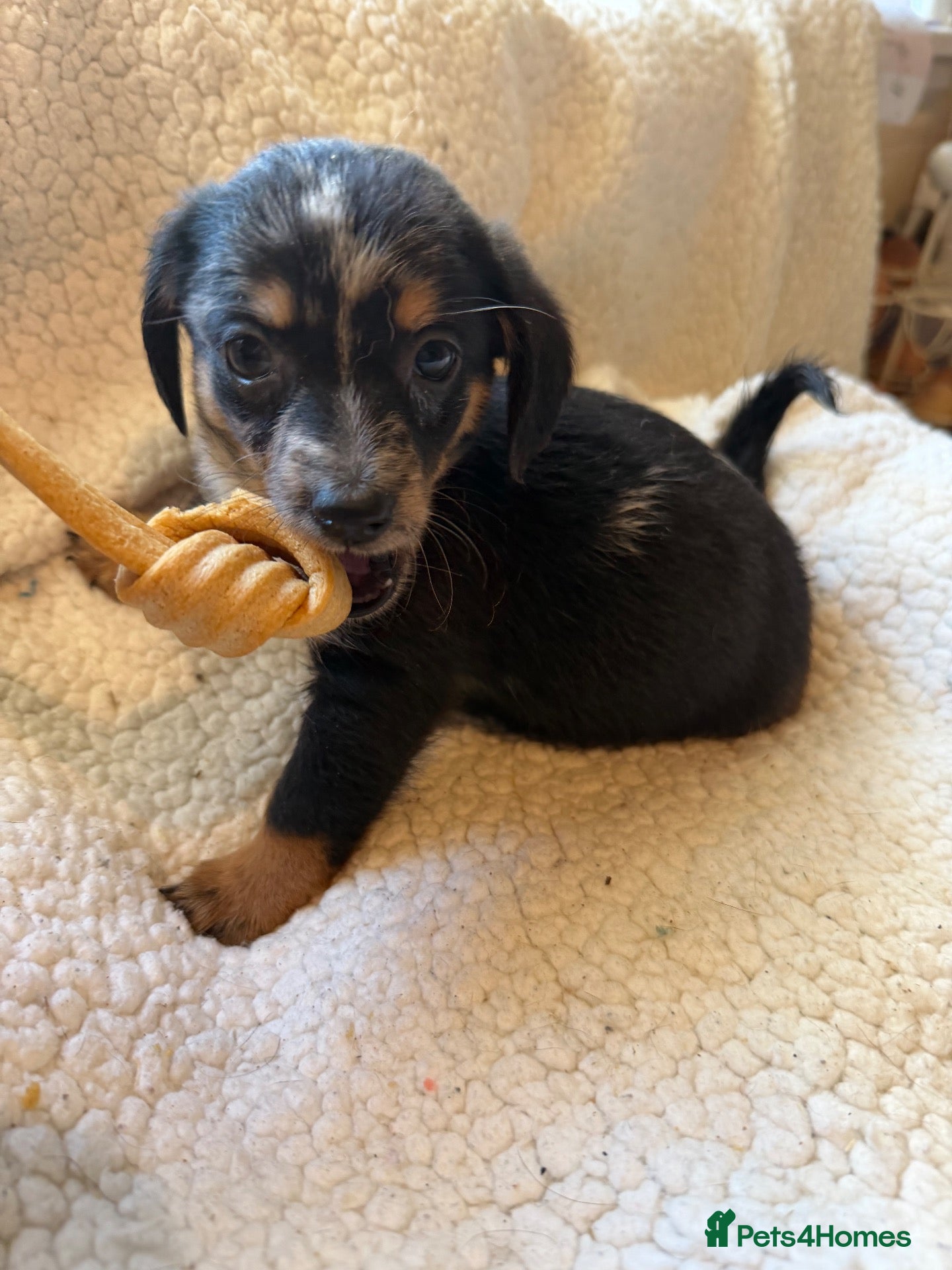 Mixed Breed dogs sausage x pom  - Advert 1