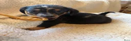 Mixed Breed dogs for sale: sausage x pom  - Advert 8