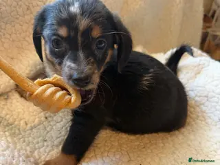 Mixed Breed dogs sausage x pom - Advert 1