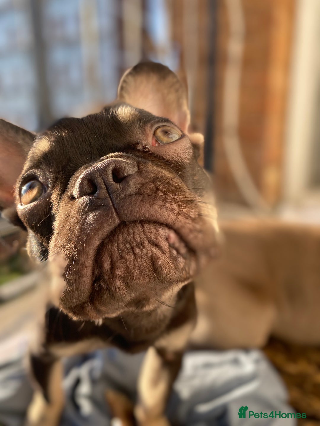 French Bulldog dogs for sale: 7 month old puppy  - Advert 2