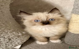 Maine Coon cats for sale: Maine coon kittens - Image 5