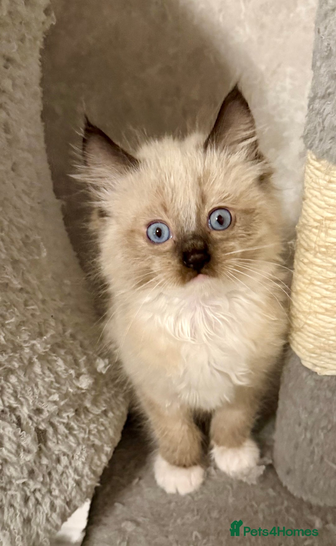 Maine Coon cats for sale: Maine coon kittens - Image 5