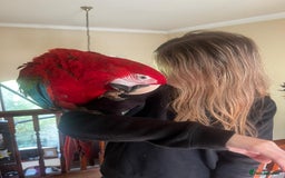Macaws birds for sale: Young Female Greenwing Macaw for sale - Image 3