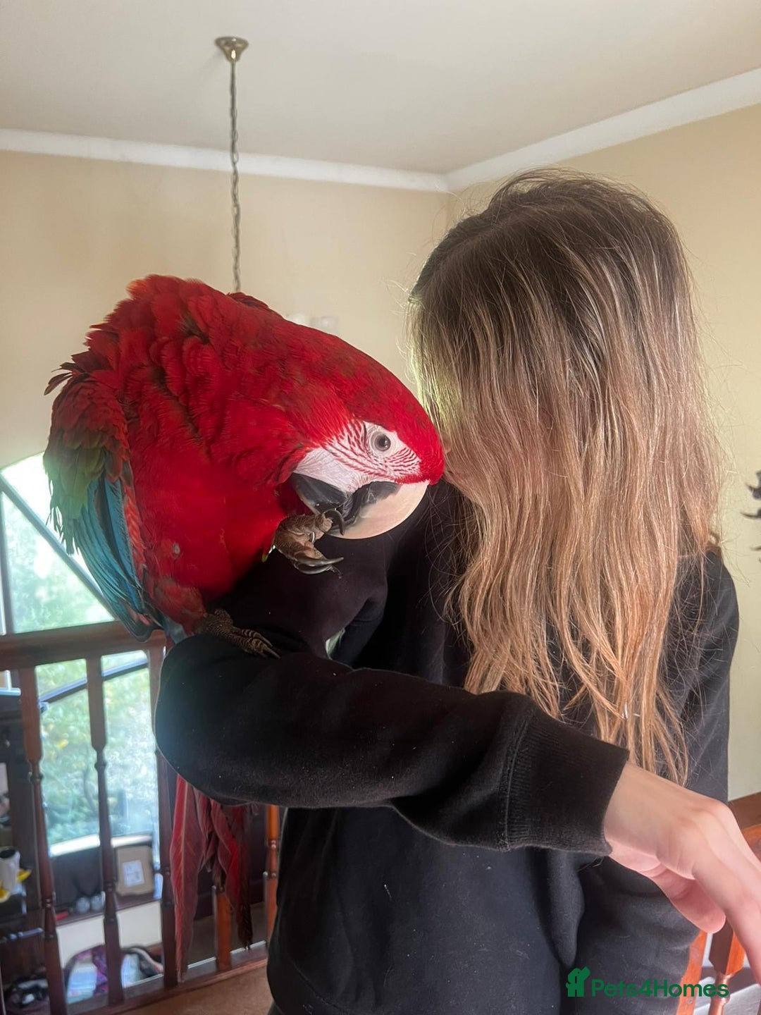 Macaws birds for sale: Young Female Greenwing Macaw for sale - Image 3