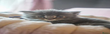 Maine Coon Kitten 4