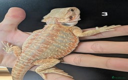 Bearded Dragon reptiles for sale: Female bearded dragons. Last few left - Image 5