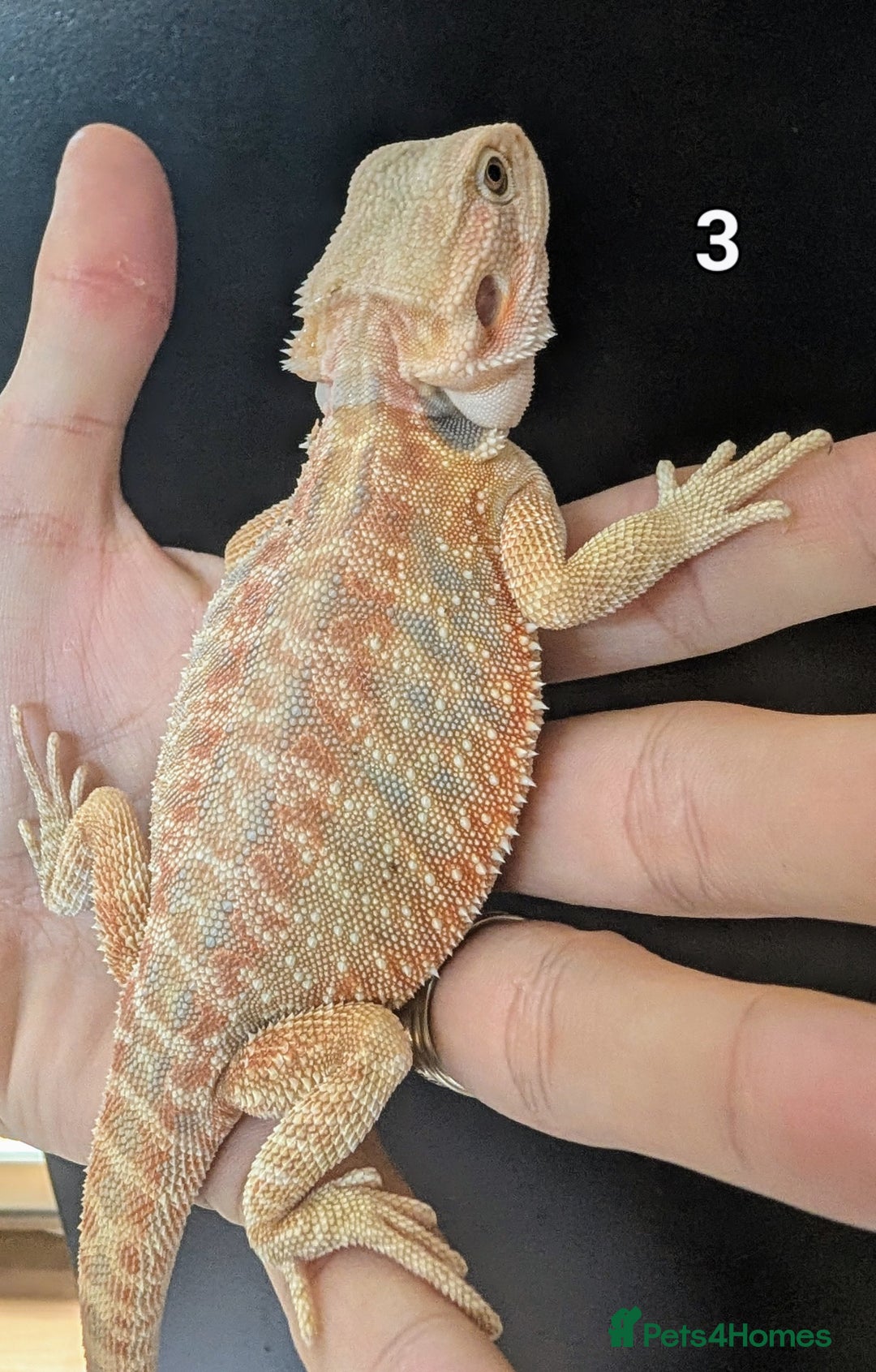 Bearded Dragon reptiles for sale: Female bearded dragons. Last few left - Image 5