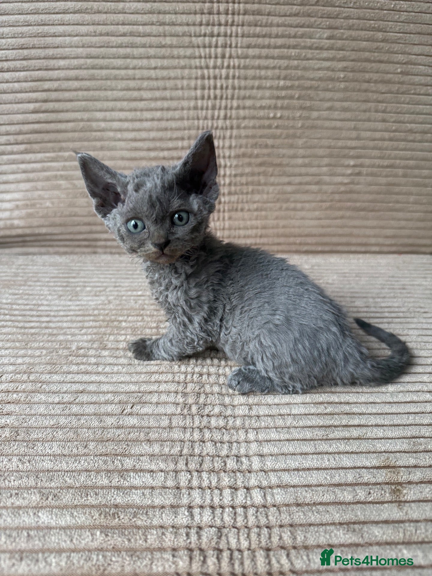 Devon Rex cats for sale: GCCF, kittens looking new home - Advert 3