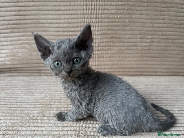 Devon Rex cats for sale: GCCF, 2 girls left looking new home - Advert 1