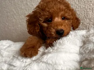 Toy Poodle dogs Beautiful Poodle Boy Ready for a Loving Home♥️ - Advert 1