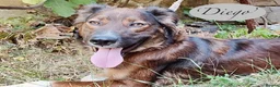 Mixed Breed dogs for adoption: Diego, 1-2 yrs old. Available for adoption. in Brixham - Advert 9