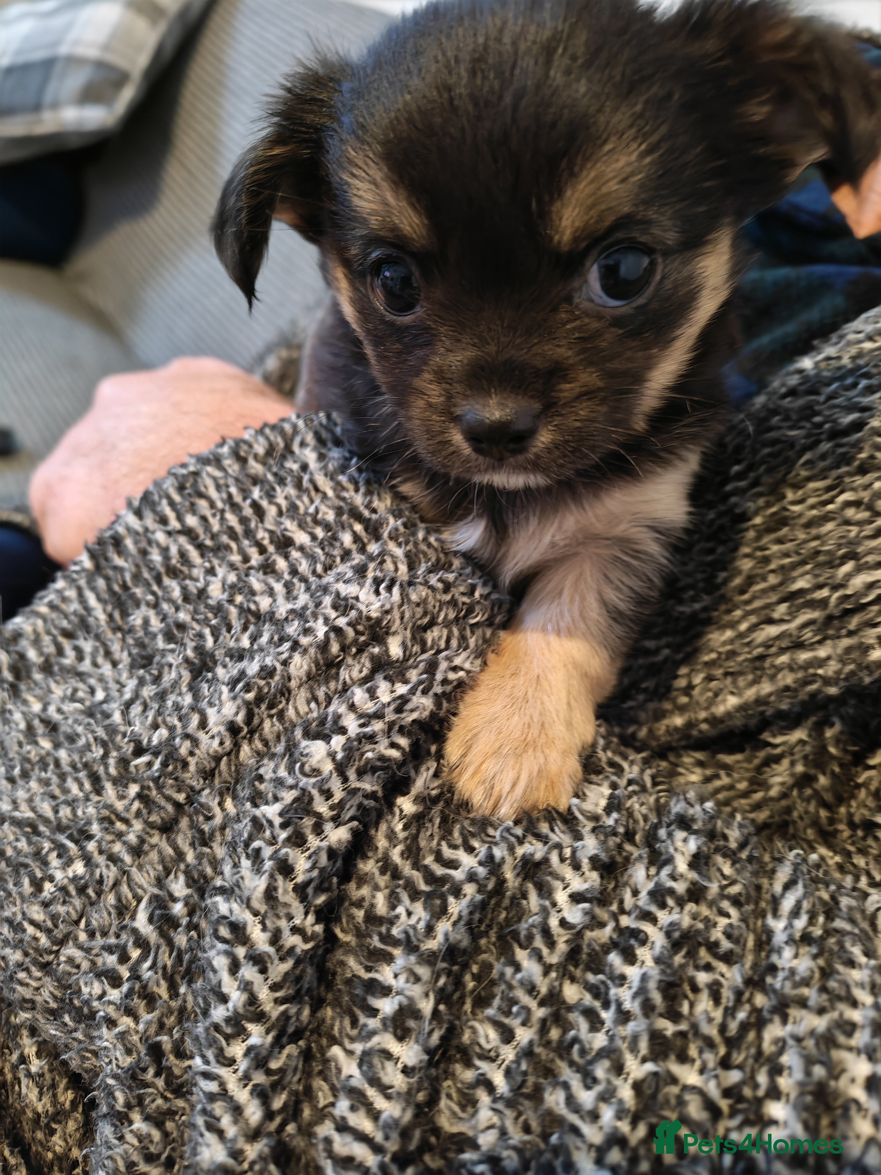 Chihuahua dogs Ready now Female long haired chihuahua puppy  - Advert 1