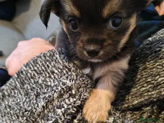 Chihuahua dogs Ready now Female long haired chihuahua puppy - Advert 1