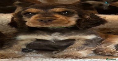 Cocker Spaniel dogs in Walsall - Advert 9
