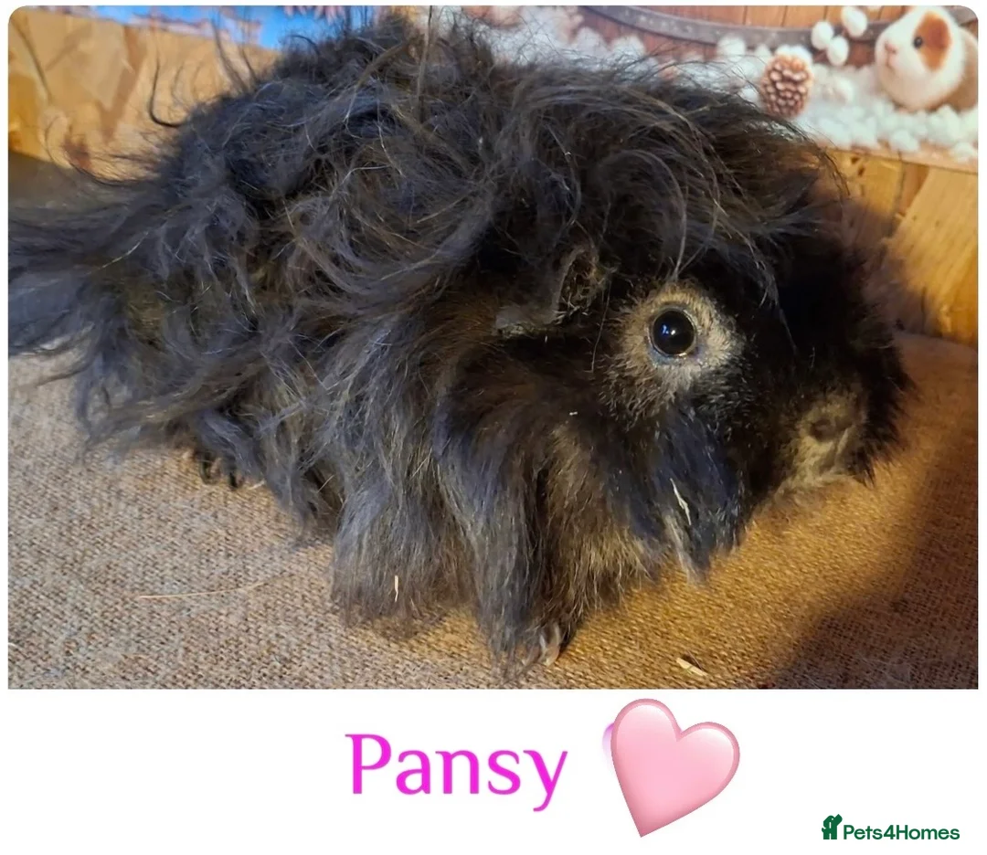 Guinea Pig rodents for sale: Pedigree blue & Lunkarya piggies inc sows - Advert 5