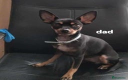 Miniature Pinscher dogs for sale: For sale  - Image 3