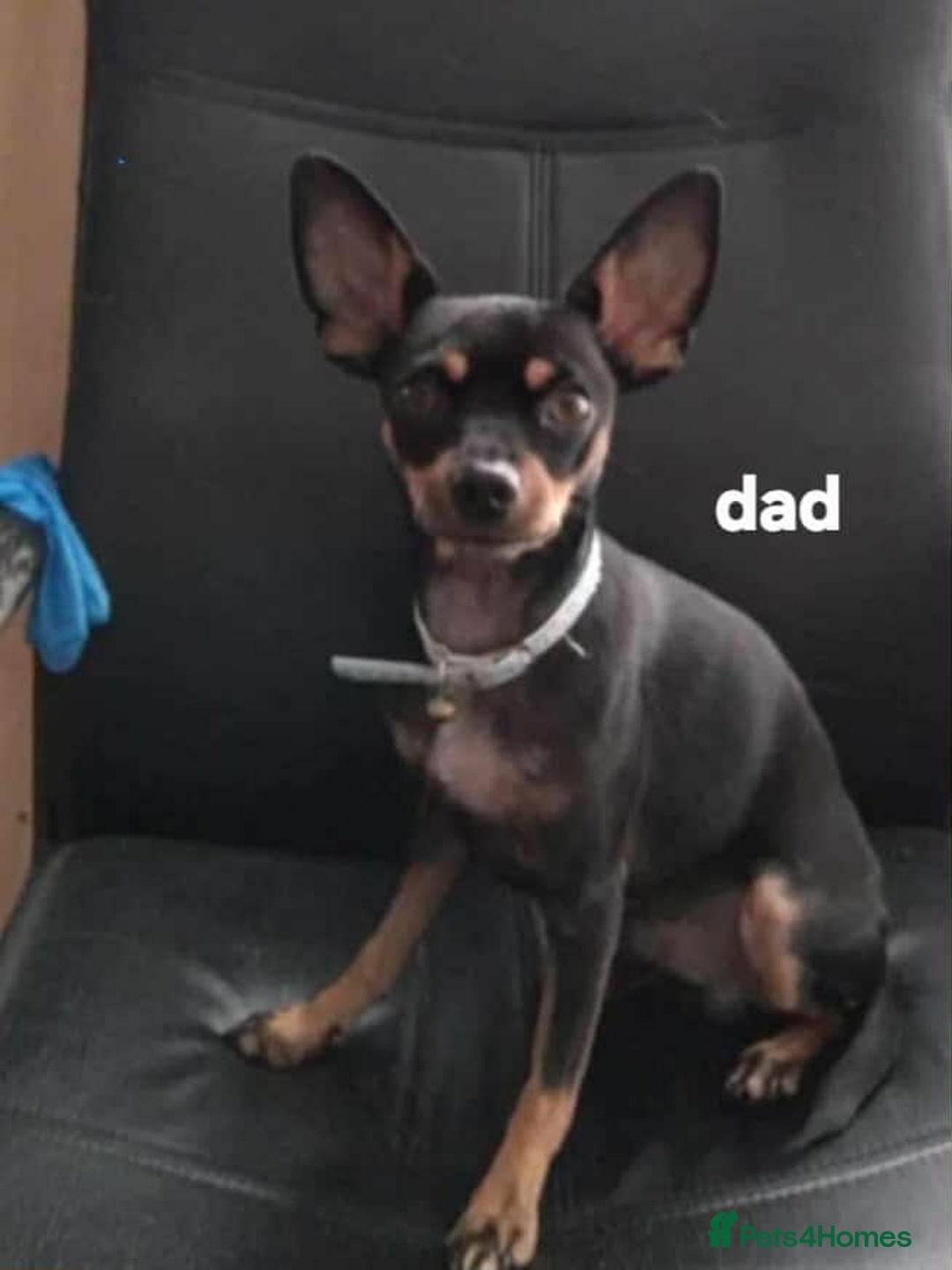 Miniature Pinscher dogs for sale: For sale  - Image 3