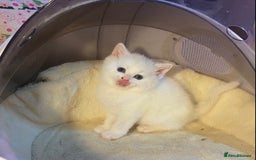 Munchkin cats for sale: Full Pedigree Munchkin Kittens  - Image 26